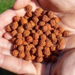 The Origin and Significance of Rudraksha Beads