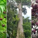 The Rudraksha Tree_ An Overview