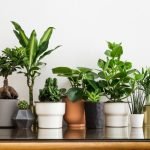 Understanding Vastu Shastra and Plants