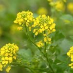 Varieties of Mustard Plants