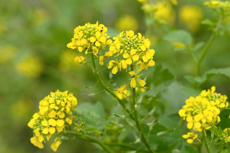 Varieties of Mustard Plants