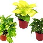 Varieties of the Golden Money Plant include