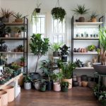 Vastu-Approved Lucky Plants for Your Home