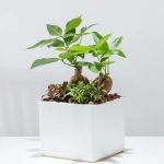 Wealth and Prosperity Symbolism