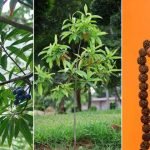 What is a Rudraksha Tree_