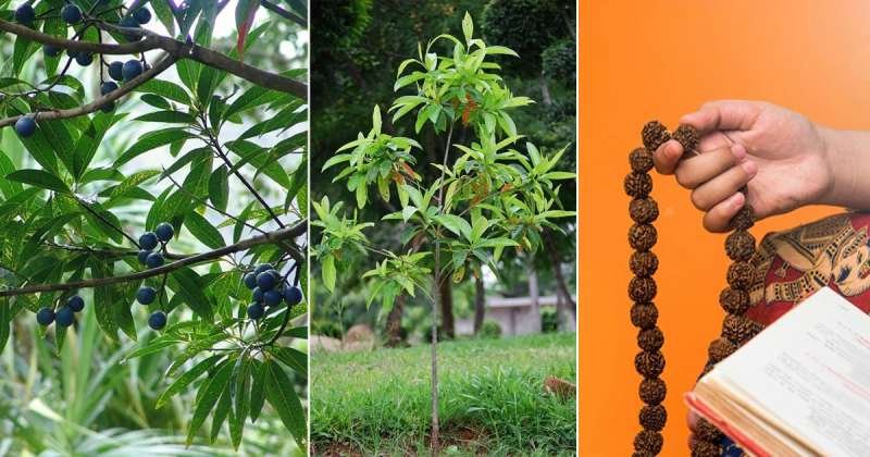 What is a Rudraksha Tree_