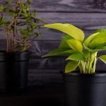 What is the Golden Money Plant_