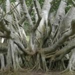 bargad-ke-ped-ke-fayde