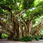 bargad-ke-ped-ke-totke