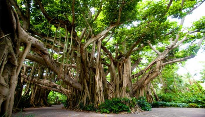 बरगद के पेड़ के चमत्कारी टोटके