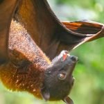 chamgadar-ka-bachha-ghar-aana