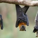 chamgadar-ka-ghar-aana