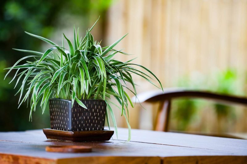 Some-amazing-benefits-of-spider-plants