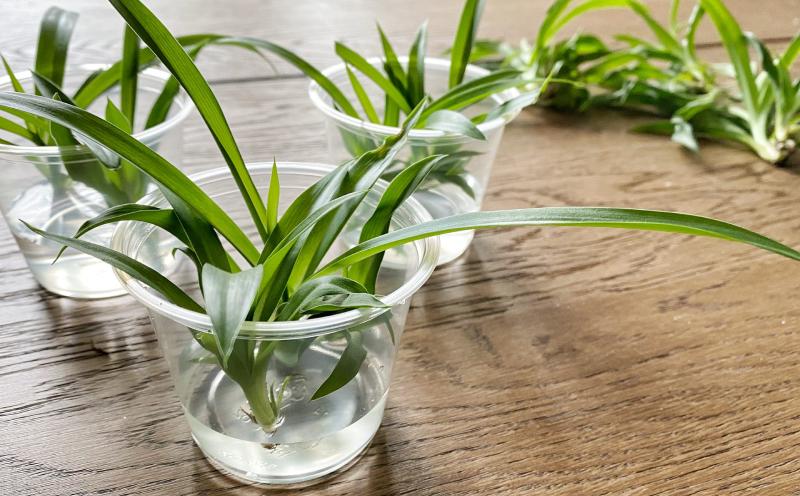 Tips-to-propagate-spider-plants-easily