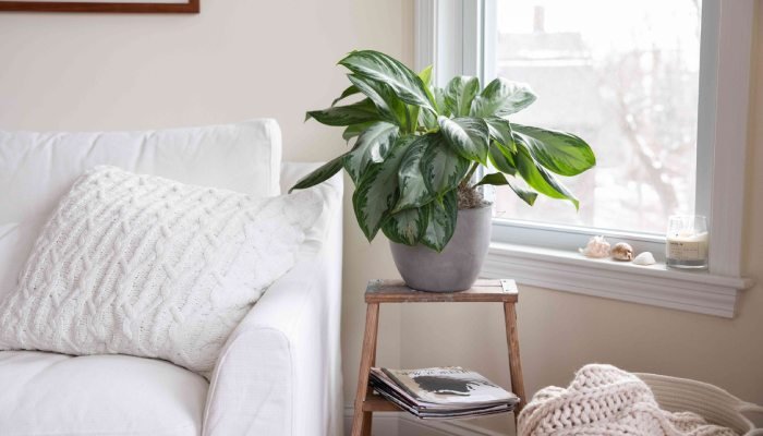 Aglaonema Plant and its great benefits.