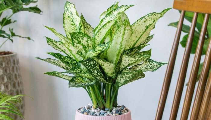 Aglaonema Plant varieties to know about.