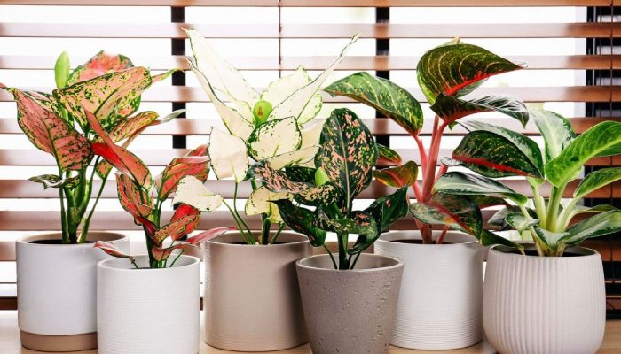 Tips to take care of Aglaonema Plants .