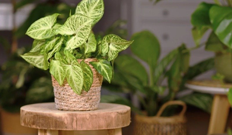 Syngonium plant