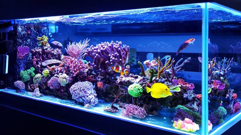 Understanding Vastu Fish Aquarium