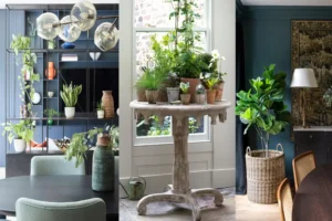 Some more tips for home plant decor