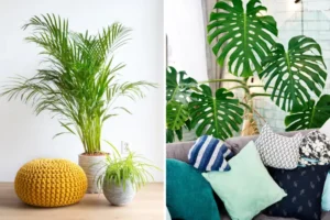 Types of plants to choose for home decoration